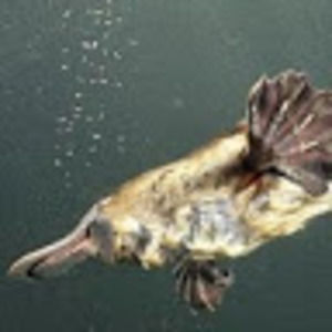 Meet your Posher, Chase